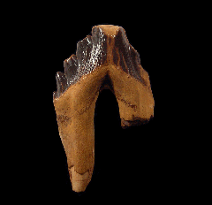 Suwanee River Basilosaurus tooth | Buried Treasure Fossils