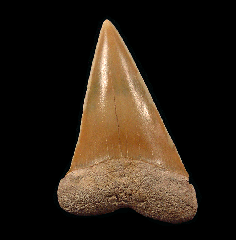 Bone Valley Carcharodon hastalis tooth | Buried Treasure Fossils