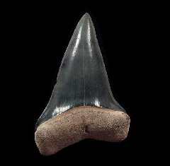 Bone Valley Mako shark tooth | Buried Treasure Fossils