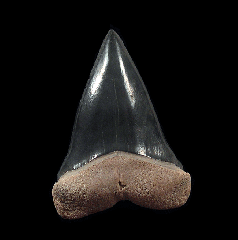 Carcharodon hastalis - Bone Valley