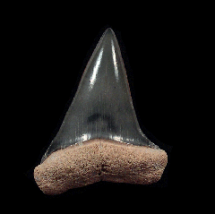 Florida Mako shark tooth for sale | Buried Treasure Fossils