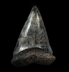 Florida Mako shark tooth | Buried Treasure Fossils