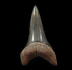 Florida Mako shark tooth | Buried Treasure Fossils