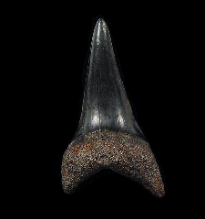 Florida Mako shark tooth | Buried Treasure Fossils