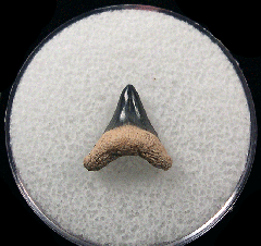 Alopias superciliosus tooth - Bone Valley | Buried Treasure Fossils