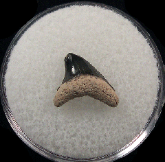 Rare Alopias superciliosus shark tooth for sale - Bone Valley | Buried Treasure Fossils