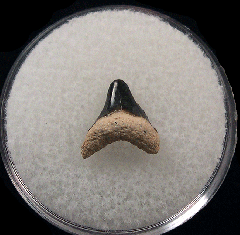 Rare Alopias superciliosus tooth for sale - Bone Valley | Buried Treasure Fossils