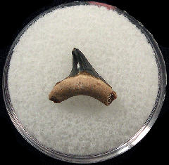 Rare Alopias superciliosus tooth - Bone Valley | Buried Treasure Fossils