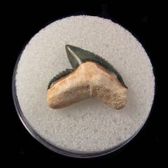 Real Bone Valley Tiger shark tooth for sale | Buried Treasure Fossils