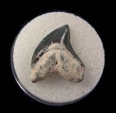 Extra Large Bone Valley Galeocerdo mayumbensis tooth for sale | Buried Treasure Fossils