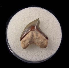 Bone Valley Galeocerdo mayumbensis shark tooth for sale | Buried Treasure Fossils