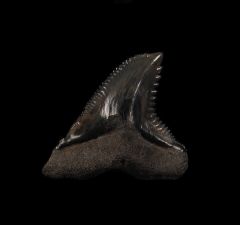 Golden Beach Hemipristis tooth for sale | Buried Treasure Fossils