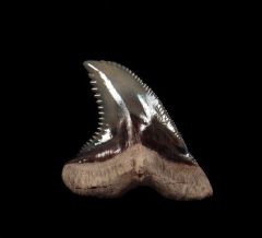 Venice Hemipristis shark tooth for sale | Buried Treasure Fossils