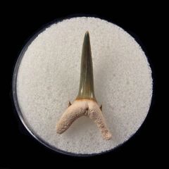 Colorful Sand Tiger shark tooth for sale | Buried Treasure Fossils