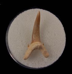 Bone Valley Sand Tiger shark tooth for sale | Buried Treasure Fossils