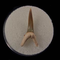 Real Bone Valley Sand Tiger shark tooth for sale | Buried Treasure Fossils