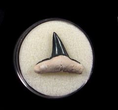 Bone Valley Lemon shark tooth for sale | Buried Treasure Fossils