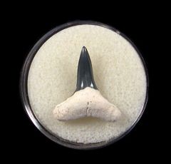 Real Florida Negaprion brevirotris tooth for sale | Buried Treasure Fossils