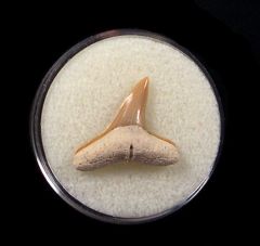 Bone Valley Negaprion brevirotris, the Lemon shark tooth 