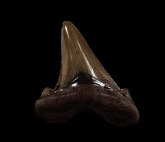 Big Suwanee River Auriculatus shark tooth for sale | Buried Treasure Fossils