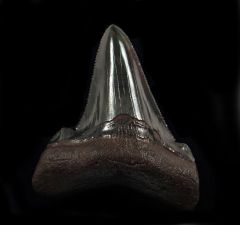 Large Suwanee Auriculatus shark tooth for sale | Buried Treasure Fossils