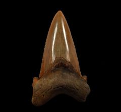 Suwanee River Auriculatus tooth | Buried Treasure Fossils