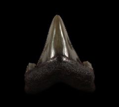 Suwanee River Auriculatus shark tooth | Buried Treasure Fossils