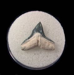 Carcharhinus leucas  - BV