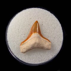 Real Bone Valley Bull shark tooth for sale | Buried Treasure Fossils