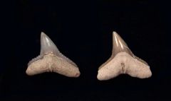 Carcharhinus brachyurus