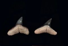 Carcharhinus brachyurus