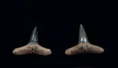 Carcharhinus brachyurus