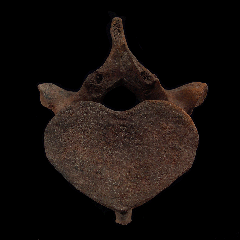 Trichechus vertebra - Manatee | Buried Treasure Fossils