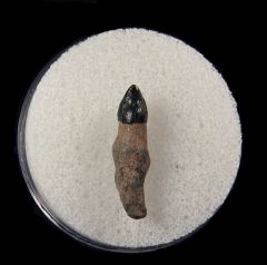 Florida Dolphin tooth for sale | Buried Treasure Fossils