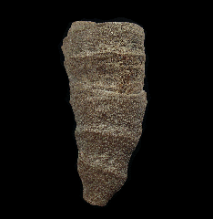 Paulactis sp. - Horn Coral