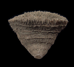 Aulosmilia archiaci solitary coral from Spain | Buried Treasure Fossils