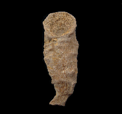 Tabulophyllum Horn Coral | Buried Treasure Fossils