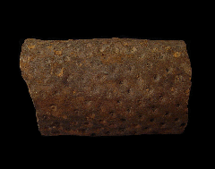 Lepidodendron trunk | Buried Treasure Fossils