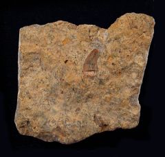 Nothosaurus mirabilis      (Triassic)