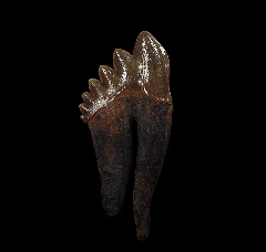 Georgia Basilosaurus tooth | Buried Treasure Fossils