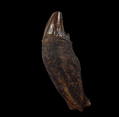 Flint River Basilosaurus tooth | Buried Treasure Fossils