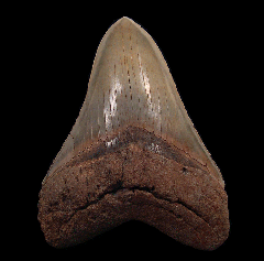 Otodus megalodon tooth - Georgia | Buried Treasure Fossils