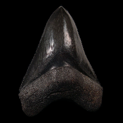 Perfect Georgia Megalodon tooth for sale | Buried Treasure Fossils