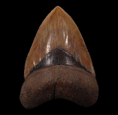 Megalodon tooth from Georgia | Buried Treasure Fossils