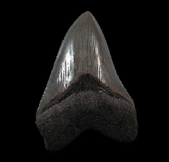 Colorful Georgia Megalodon tooth for sale | Buried Treasure Fossils