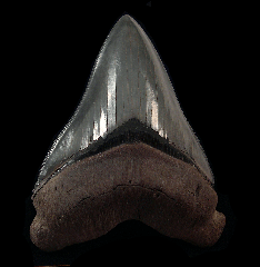 Georgia Otodus megalodon tooth | Buried Treasure Fossils