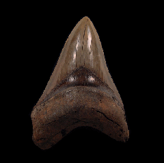 Real Georgia Megalodon tooth for sale | Buried Treasure Fossils