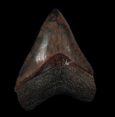 Rare Georgia Megalodon tooth for sale | Buried Treasure Fossils