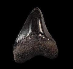 Best Georgia Meg tooth for sale | Buried Treasure Fossils