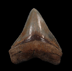 Quality Georgia Megalodon tooth for sale | Buried Treasure Fossils 